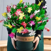*【多色】名贵蟹爪兰花苗盆栽带花苞好养耐活四季开花