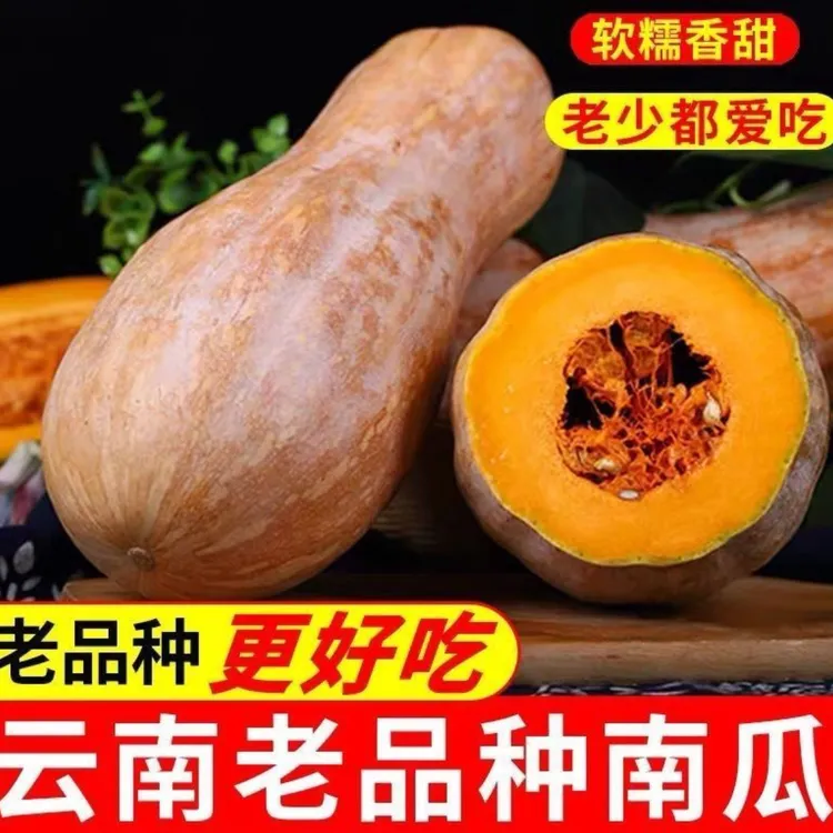 云南蜜本南瓜新鲜当季蔬菜甜糯可口适合宝宝辅食
