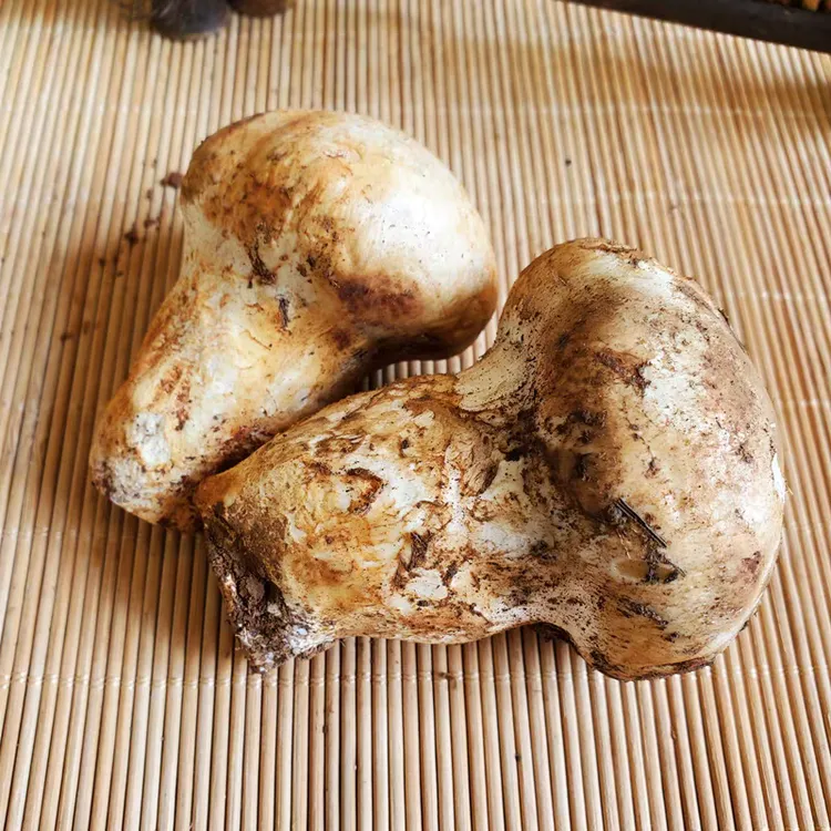 云南野生新鲜菌老人头菌新鲜云南野生菌老人头空运冷链包邮蘑菇