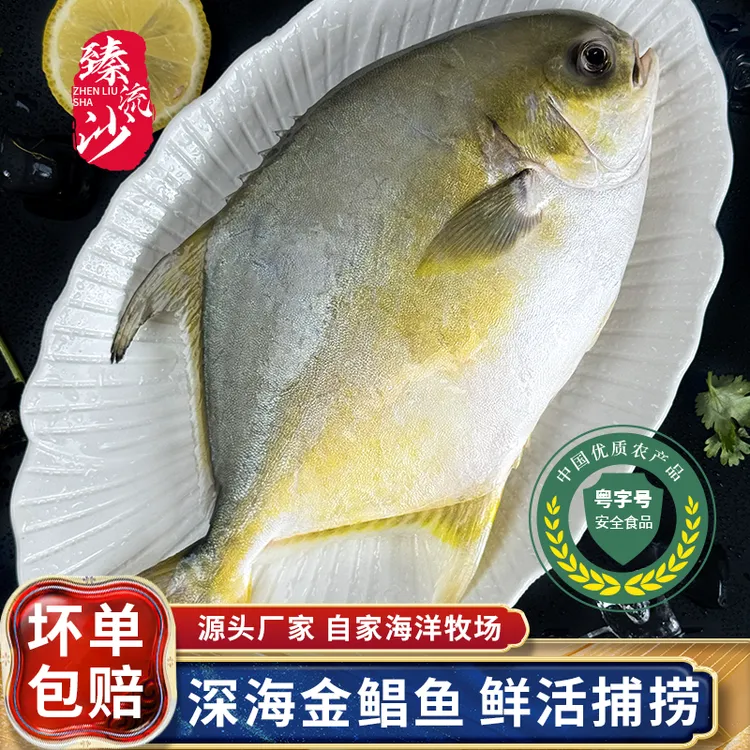 广东特产金鲳鱼新鲜金昌鱼正宗海鱼生鲜速冻深海金鲳鱼冷冻海鲜