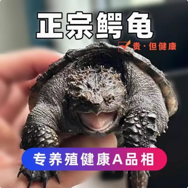 外塘冷水鳄龟龟苗活体观赏宠物龟凶猛霸气幼龟专拍佛鳄龟杂佛鳄龟