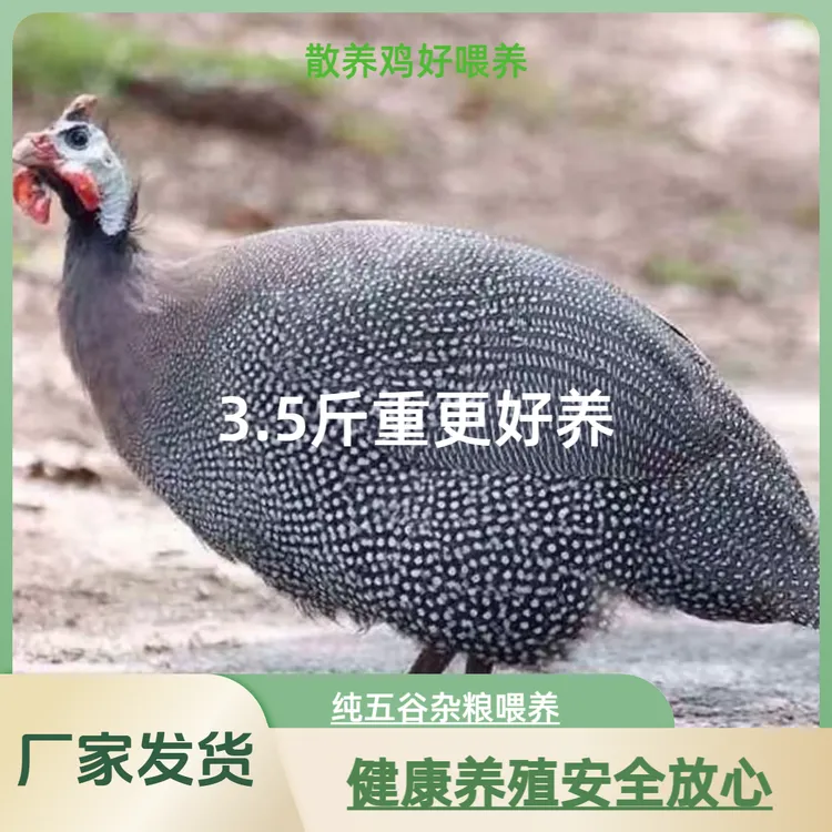 温顺好养爱吃草的宠物珍珠鸡