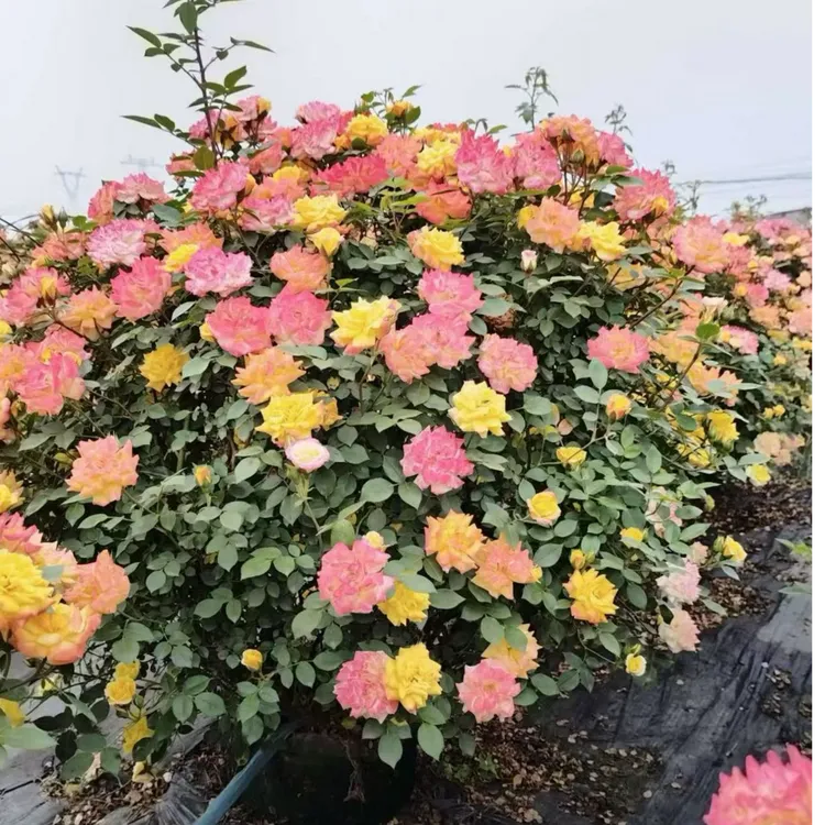 月季花球（藤彩虹，小女孩）变色龙月季花