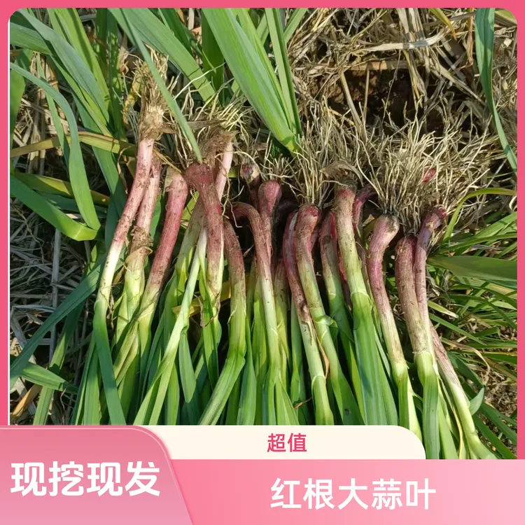 湖南隆回农家露天种植大蒜可炒菜提香本地大蒜叶现摘现大蒜苗新鲜
