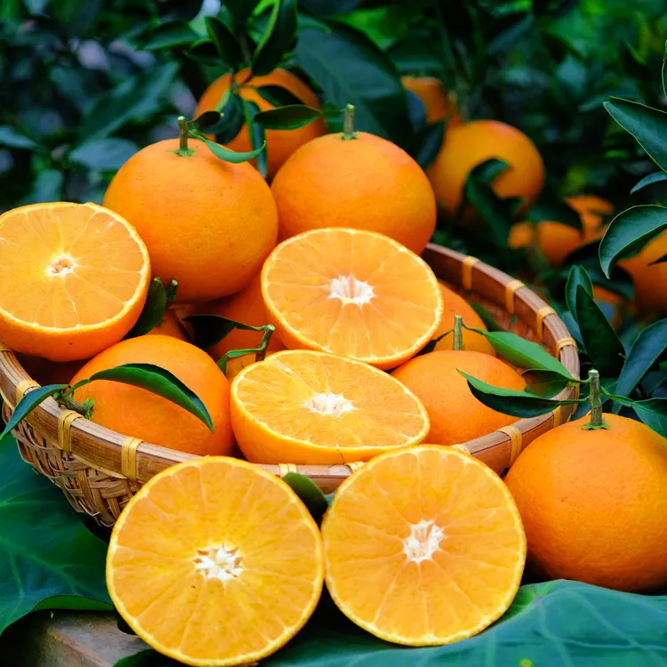 （香甜多汁）四川蒲江正宗爱媛38号果冻橙 带枝带叶 现摘现发