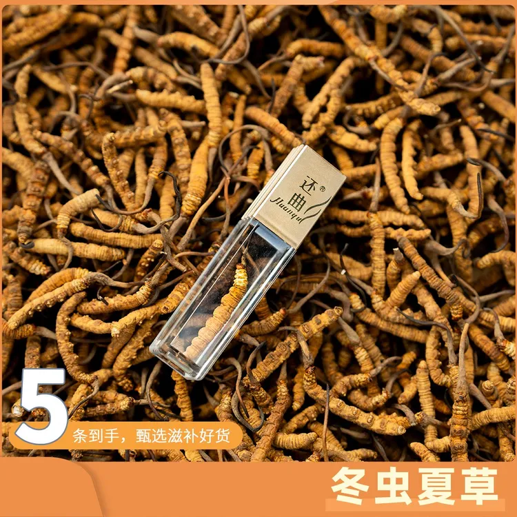 甄选正宗藏青0.4克冬虫夏草滋补养生高品质靓货
