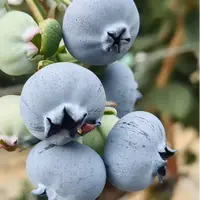 [巨无霸]18-21mm新鲜采摘 花香蓝莓 酸甜爆汁 顺丰冷链包邮