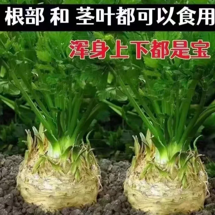 【根芹种子】家庭阳台小院四季种植盆栽地栽易种易活