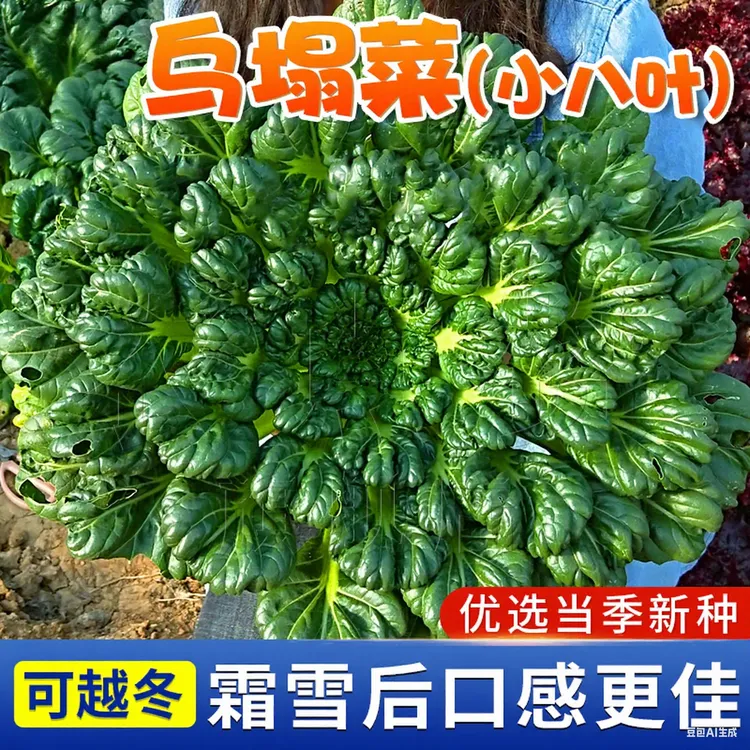 【ZS】小八叶乌塌菜种子耐寒乌塌菜种籽冬季黑菜蔬菜种孑青菜