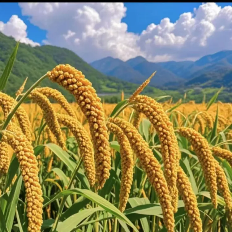 山东沂蒙山2025春茬优质黄小米现磨新米熬粥煮饭营养丰富