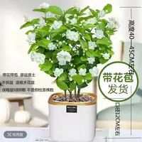 【重瓣茉莉】带花苞吸水盆栽带花室内美观好养四季开花
