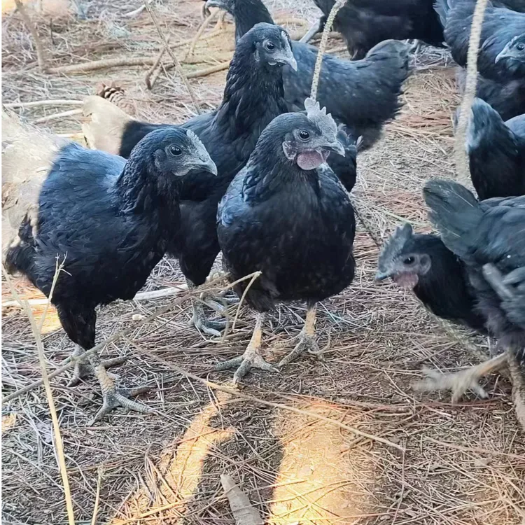 2斤五黑绿壳蛋鸡  山林散养走地鸡（宠物鸡）
