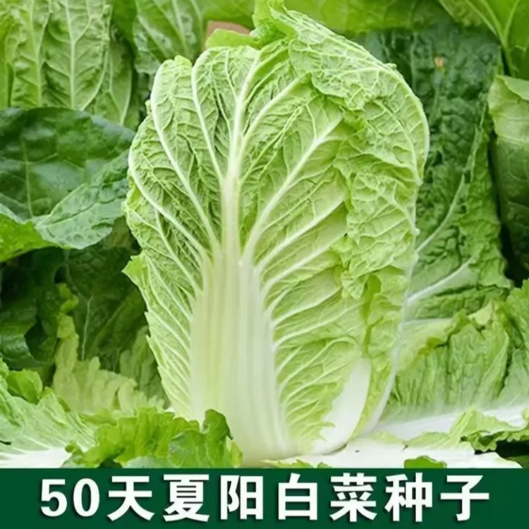 夏阳50大白菜种子早熟抗热耐高温四季可种白菜种子阳台蔬菜种子