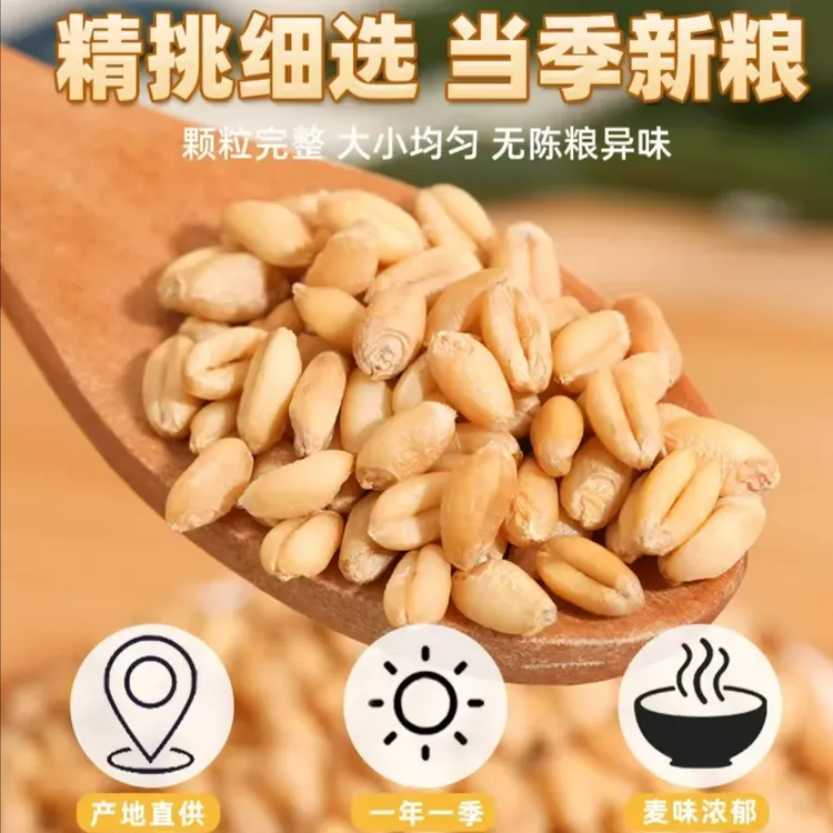 农家小麦粒小麦米带壳小麦米麦子米五谷杂粮
