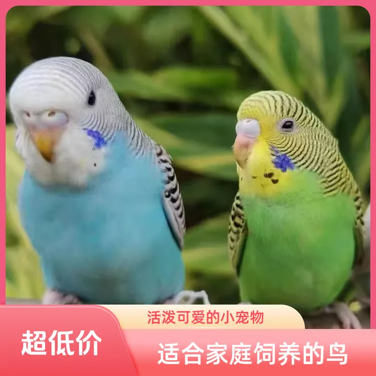 虎皮鹦鹉活体宠物鸟温顺活泼可繁殖可教说话训练上手