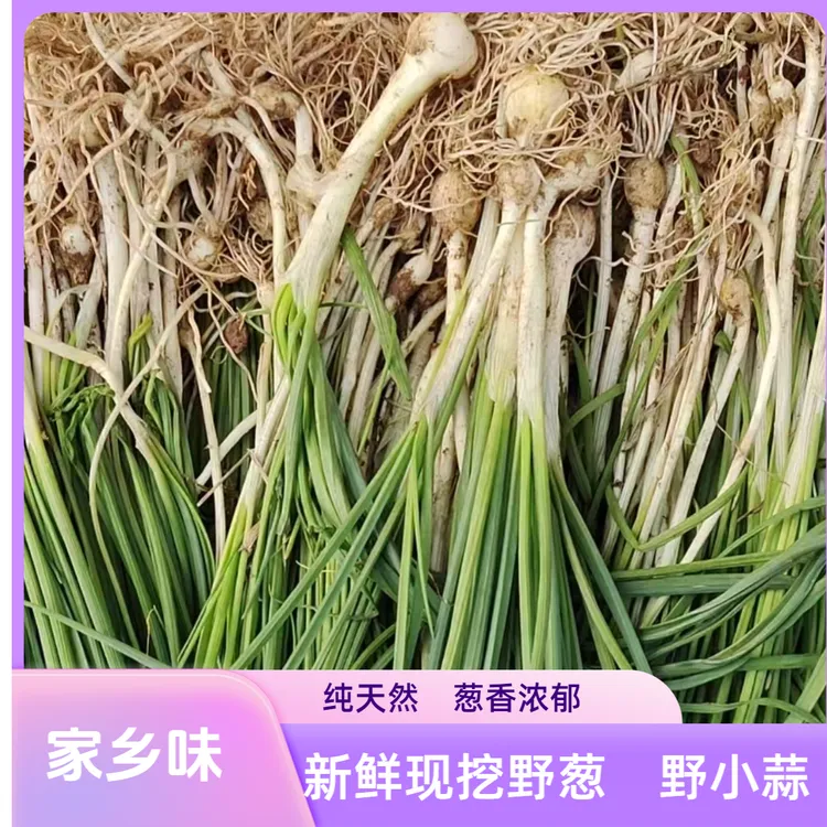 云贵川渝特产新鲜现挖野葱野小蒜当季野菜胡葱苦蒜香葱薤白小根葱