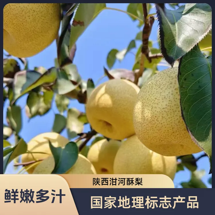 泔河酥梨---国家地理标志农产品，新鲜多汁爆甜脆当季水果