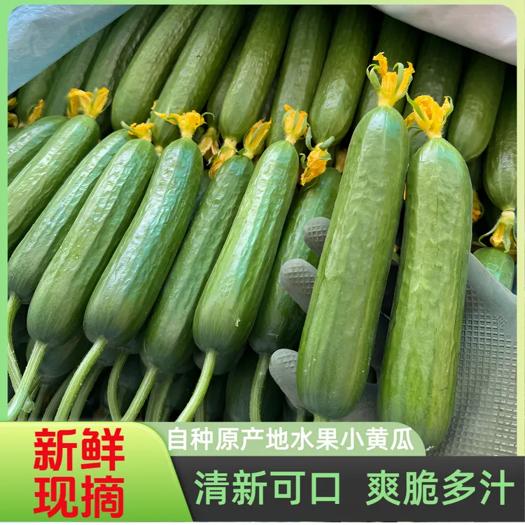 山东寿光精品现摘现发水果黄瓜清脆爽口好吃可生吃