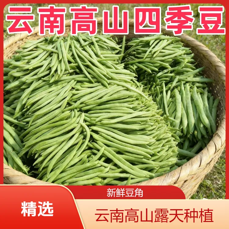 【头茬露天四季豆】新鲜现摘四季豆云南豆角新鲜蔬菜应季露天蔬菜