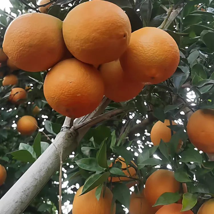 正宗赣南脐橙生态果果王皮带着自然斑点与花斑