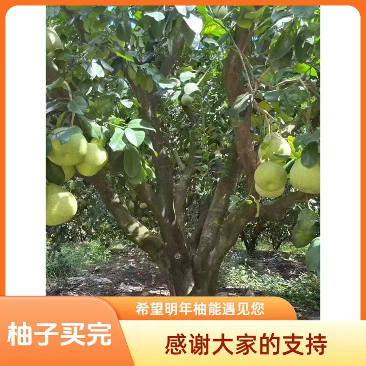 （精果）福建仙游度尾文旦柚30年老树精果肉嫩汁多（无孔）