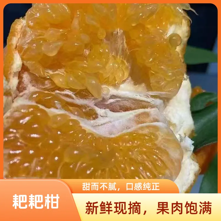 春见耙耙柑正宗四川原产地种植新鲜应季耙耙柑