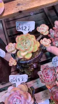 【闪购商品】042ZZZ