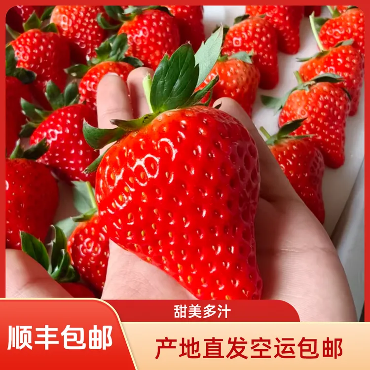 （中果链接）丹东九九草莓新鲜采摘甜美多汁产地直发空运包邮