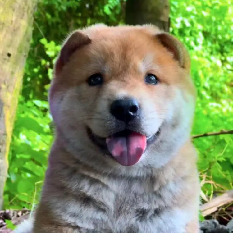 五记中华田园犬幼犬纯种土狗活体适合家养看家护院直播间所见所得