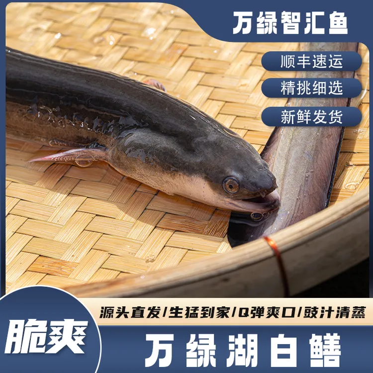 【智汇鱼】万绿湖水库白鳝-爽鳝-紧实弹牙-顺丰新鲜活发全国