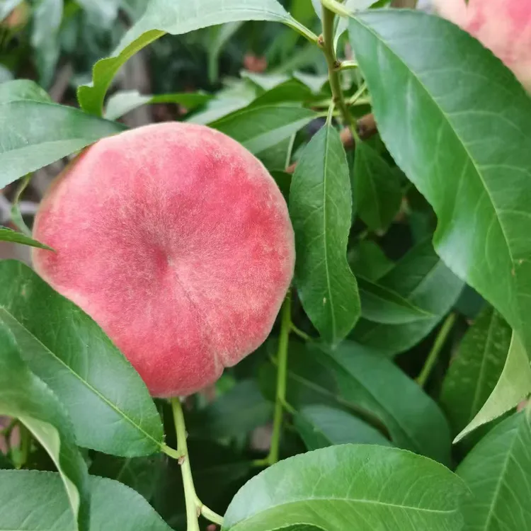 正宗平谷蟠十三蟠桃新鲜应季爆甜多汁