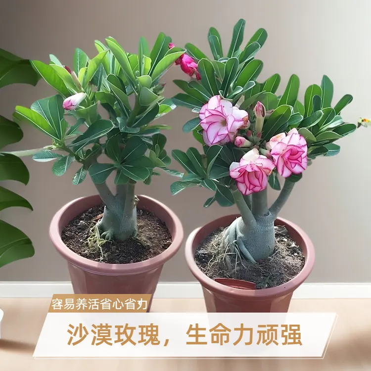 【新疆包邮】沙漠玫瑰盆栽花卉阳台好养花卉重瓣多肉植物四季小绿植