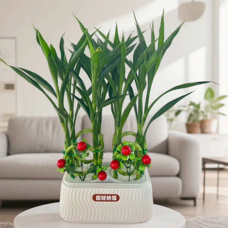 编织招财竹手工水培土培室内桌面美观常青常绿护眼好打理盆栽绿植
