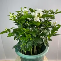 带花苞茉莉花盆栽四季开花可室内外种植好养活绿植