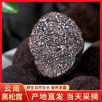 高黎贡山新鲜黑松露当季现采猪拱菌云南野生菌 