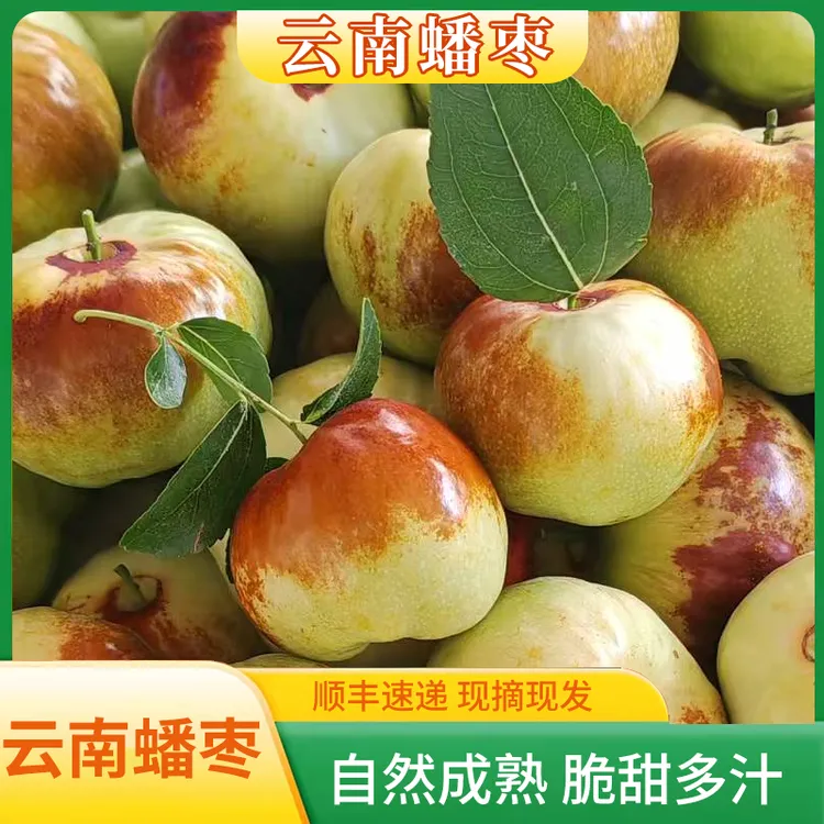 【云南蟠枣】云南高山果园现摘现发肉多脆甜顺丰包邮新鲜应季枣水果