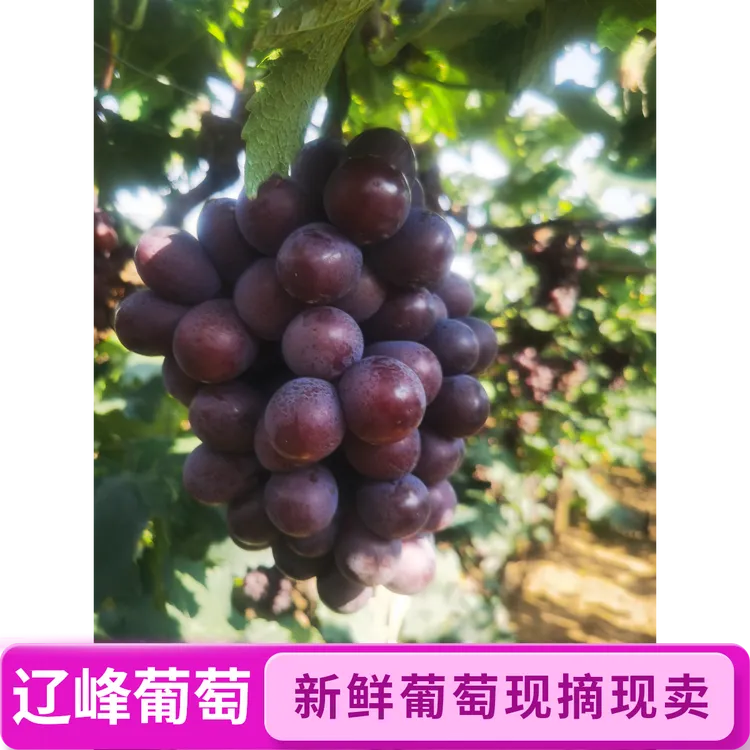 北镇辽峰葡萄自家果园 剪粒发货 现剪现发