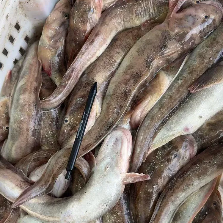 【小妖妹】皮口海鲶鱼   大  [4斤]