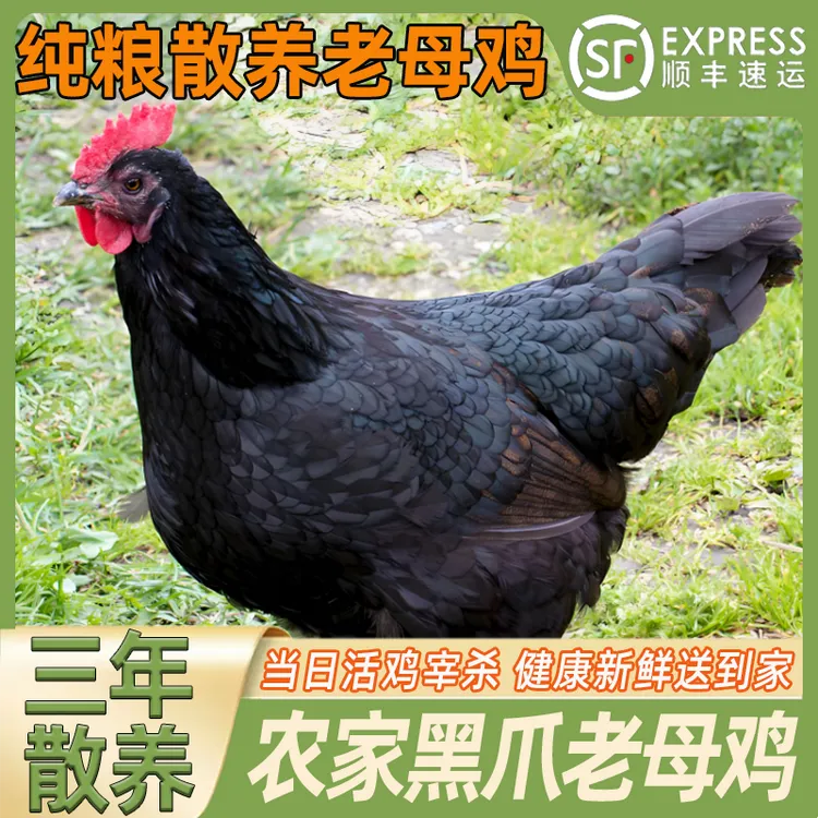 农家生态散养黑脚老母鸡走地鸡土鸡2.2斤起整鸡新鲜煲汤营养食材