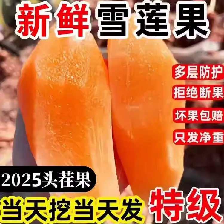 【低糖】云南天山雪莲果清甜脆爽多汁黄心新鲜应季水果现挖产地包邮