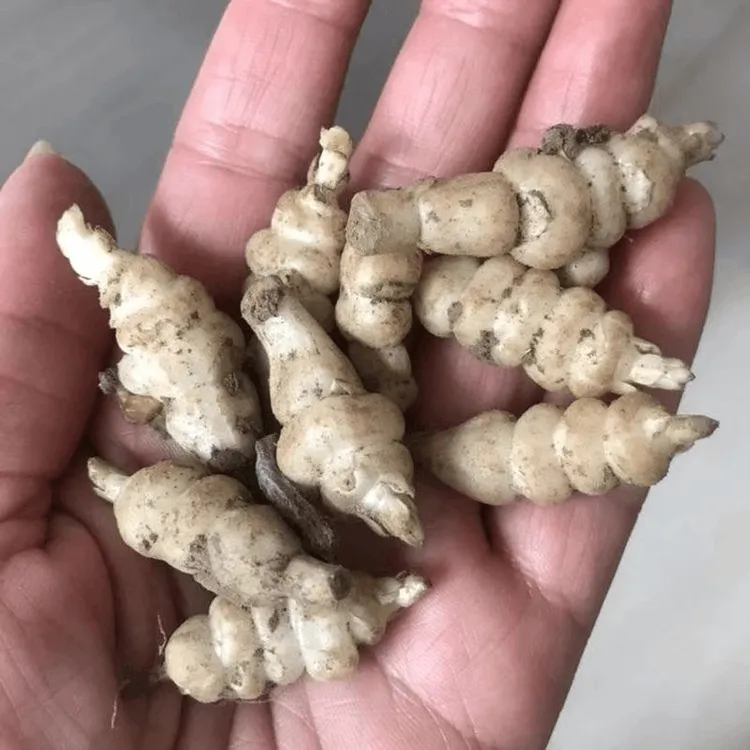 (拍2发3)宝塔菜种子四季种植盆栽地栽阳台小院种植