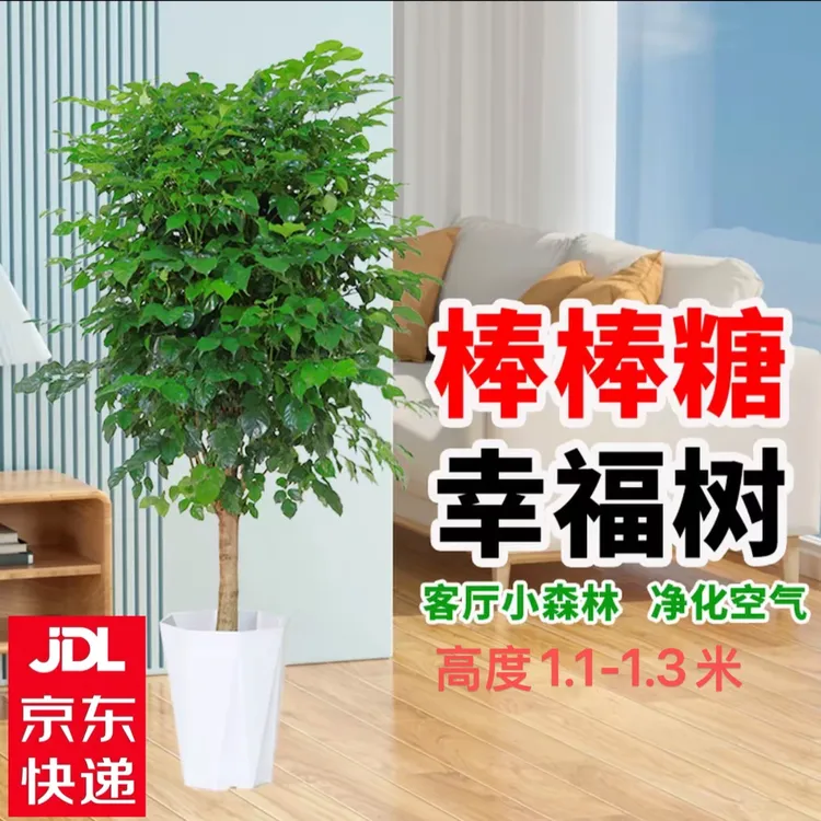 1.5加仑超大盆【京东送货上门】独杆棒棒糖幸福树1.1-1.3m净化空气