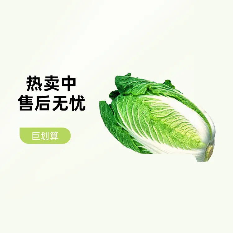 贵州开阳露天种植大白菜高山白菜现摘发货大白菜蔬菜新鲜产地直销