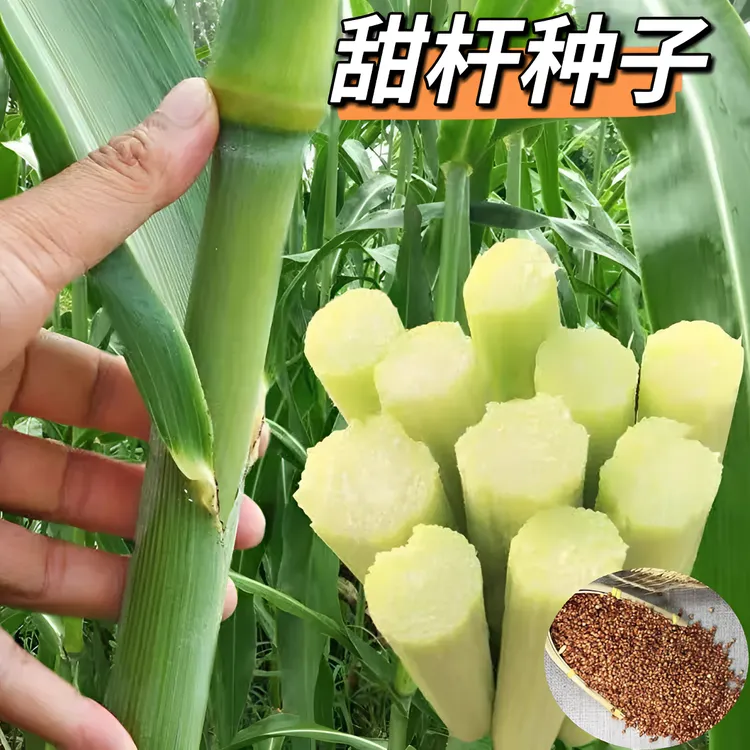 【甜杆种子】农家四季水果甜高粱杆种籽甜杆种子好吃种植甜杆种籽