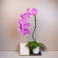 悠花里蝴蝶兰【粉宝图】两颗（3.0寸）全花大花型开花珠发货
