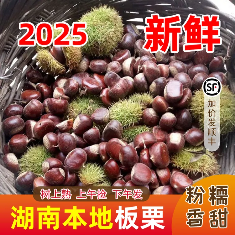 新鲜板栗湖南本地板栗板栗新鲜正宗板栗鲜板栗新鲜生栗子榛子