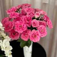 【一品花集】【红人鱼公主】多头玫瑰稀有