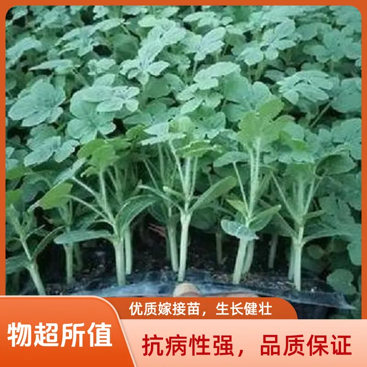 嫁接8424美都冰糖麒麟京欣西瓜苗家庭盆栽地栽精品穴盘苗带土发货