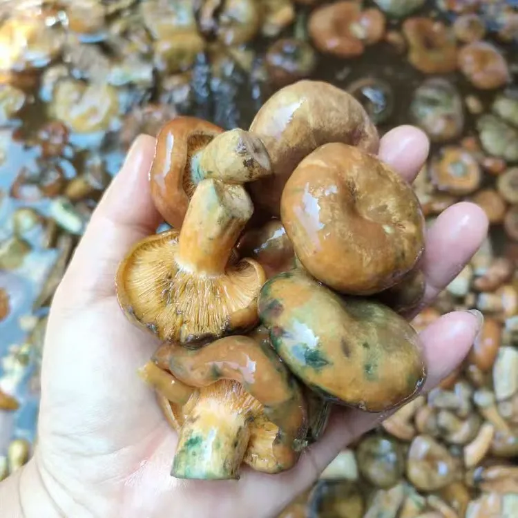 重阳鲜菌包枞菌湖南深山现采暗窝菌美味煲汤食材真空包装顺丰包邮