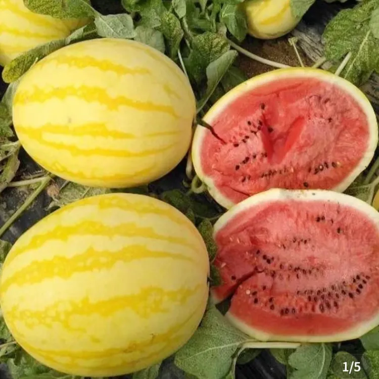 黄皮红瓤西瓜种子早熟春播超甜西瓜籽四季播种